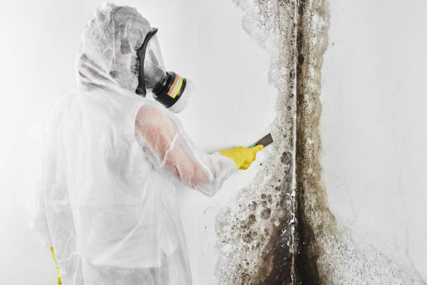 Best DIY Mold Remediation Support Services in Arbutus, MD