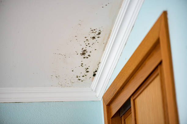 Best Industrial Mold Remediation in Arbutus, MD
