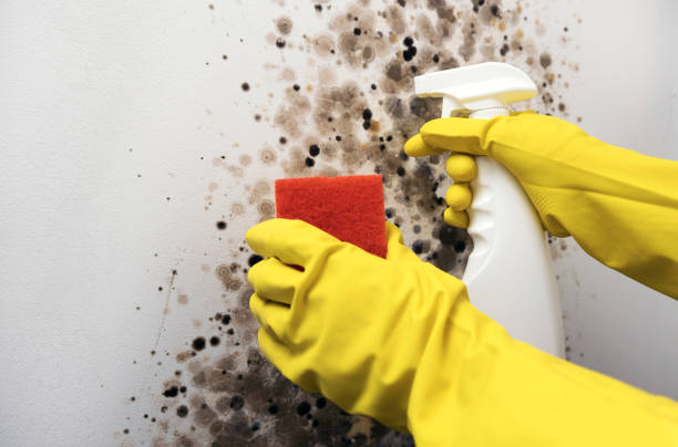 Best Black Mold Remediation in Arbutus, MD