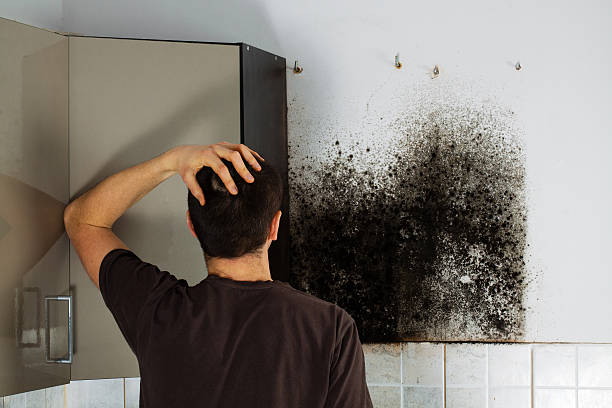 Best Emergency Mold Remediation in Arbutus, MD