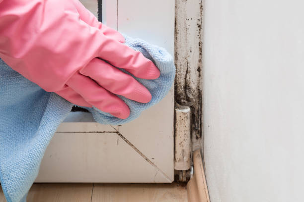 Best Black Mold Remediation in Arbutus, MD
